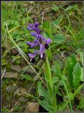 Anacamptis longicornu