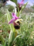 Ophrys apulica