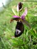 Ophrys bertolonii