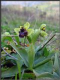 Ophrys bombyliflora