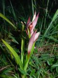 Serapias parviflora