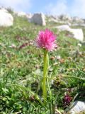 Nigritella widderi