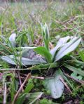 Ophrys sphegodes