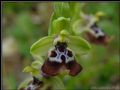 Ophrys oxyrrhynchos