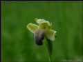 Ophrys pallida