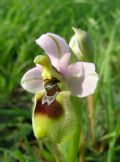 Ophrys tenthredinifera