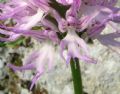 Orchis italica