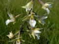 Epipactis palustris