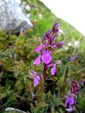 Orchis spitzelii