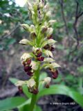 Orchis punctulata