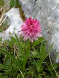 Nigritella widderi