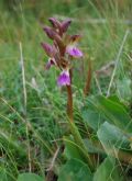 Anacamptis collina