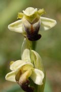 Ophrys pallida