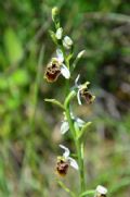 Ophrys appennina