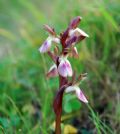 Anacamptis collina