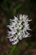 Orchis italica