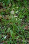 Platanthera chlorantha