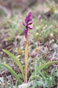 Orchis mascula