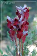 Serapias cossyrensis