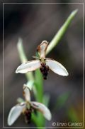 Ophrys scolopax subsp. apiformis