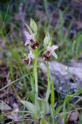 Ophrys parvimaculata
