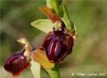 Ophrys passionis