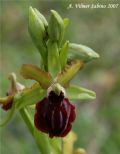 Ophrys passionis