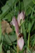 Serapias lingua