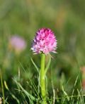 Nigritella widderi