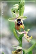 Ophrys biancae