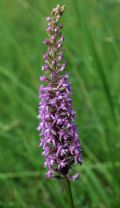 Gymnadenia conopsea