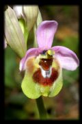 Ophrys tenthredinifera