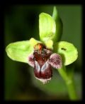 Ophrys bombyliflora