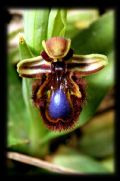 Ophrys speculum
