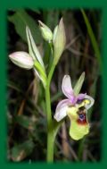 Ophrys tenthredinifera