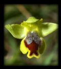 Ophrys sicula