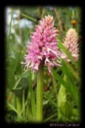 Orchis italica