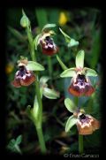 Ophrys oxyrrhynchos