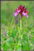 Anacamptis papilionacea