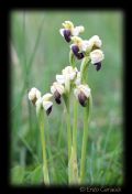 Ophrys pallida