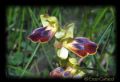 Ophrys obaesa