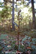 Epipactis purpurata