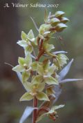 Epipactis purpurata