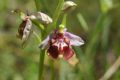 Ophrys calliantha