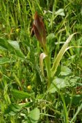Serapias lingua