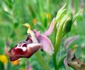 Ophrys oxyrrhynchos