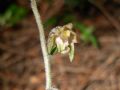 Epipactis microphylla