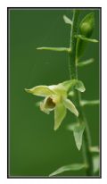 Epipactis muelleri