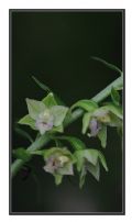 Epipactis muelleri