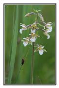 Epipactis palustris